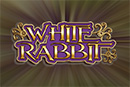White Rabbit